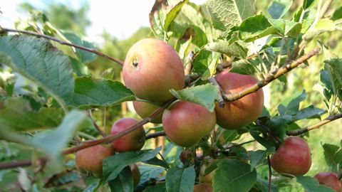 Apfel Herbstprinz